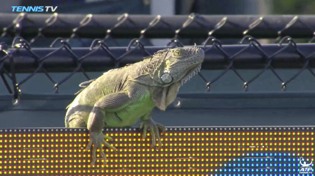 Игуана пробралась на теннисный корт прямо во время матча (ВИДЕО)