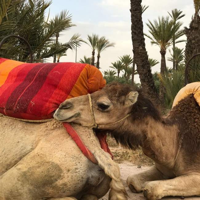Стаховский, Димитров, Чорич и Шварцман покатались на верблюдах (ФОТО)
